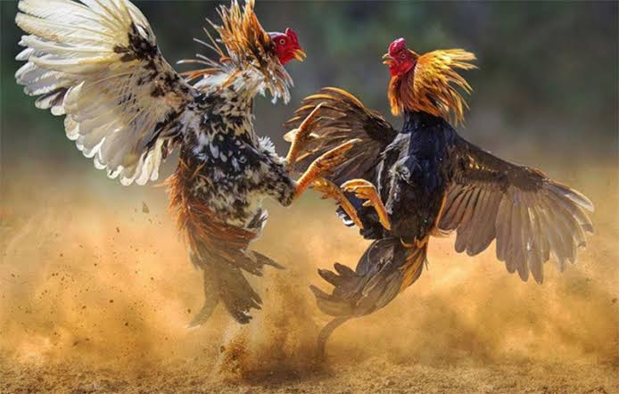 Gà ngũ sắc chân trắng có thể lực tốt